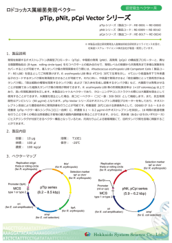 R-150528-01_ロドコッカス属細菌発現ベクター_製品説明書 (17)