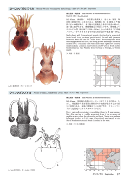 ヨーロッパボウズイカ Rossia （Rossia）macrosoma delle Chiaje, 1829