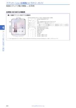 応用例2：封入体からの精製例
