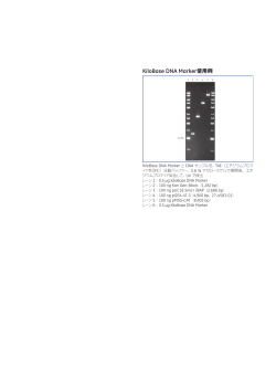 KiloBase DNA Marker使用例