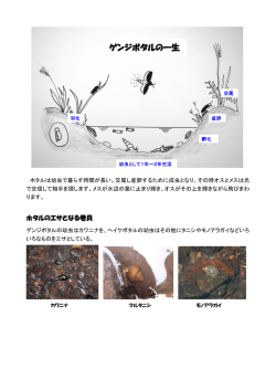 ホタル探検隊情報1-2（PDF、365KB）