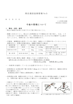 南瓜栽培技術情報 No3 今後の管理について