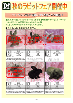 ペットフォレストに可愛いウサギさんが大集合！ 新しい家族が 決まりまし