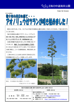 数十年の月日を経て・・・アオノリュウゼツランが咲き始めました！（PDF）