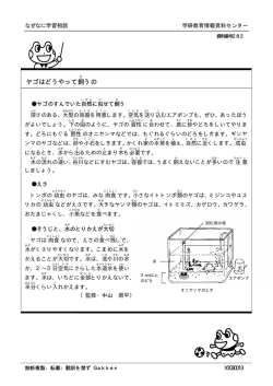 ヤゴはどうやって飼うの