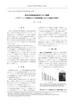虚血性神経細胞障害の分子機構 －アポトーシス関連
