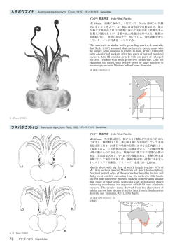 141 ムチボウズイカ Austrossia mastigophora (Chun, 1915)
