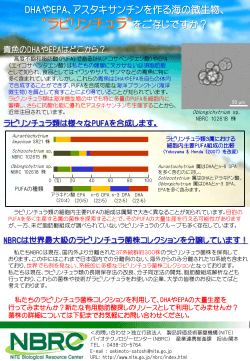 ラビリンチュラの提供 ～DHAやEPAなど有用脂肪酸を作る海の微生物