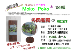 サキュレントファーム モコポコ（八女郡広川町）。 多肉植物の生産販売を
