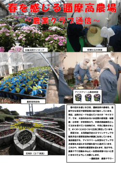 卒業式用サイネリア 夏野菜用苗物 アイスクリーム製造実習 花時計（3/7