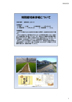 中山間地のつや姫展示圃（温海）について （PDF：297KB）