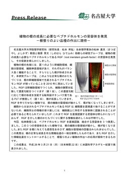 植物の根の成長に必要なペプチドホルモンの受容体を発見