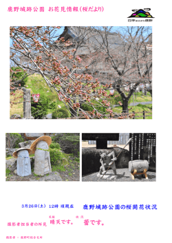H28.3.26 開花状況(PDF文書)