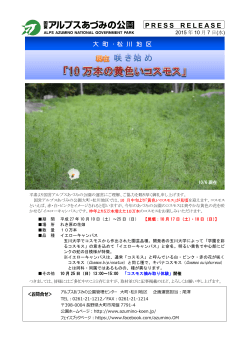 大町・松川地区 現在咲き始め 『10万本の黄色いコスモス』（PDF）