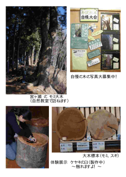 宮ヶ瀬 のモミ大木 （自然教室で訪ねます） 体験展示 ケヤキの臼（製作中