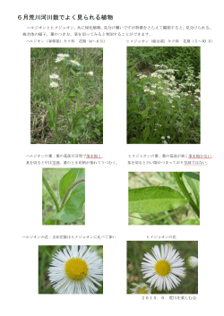 6月荒川河川敷でよく見られる植物PDF