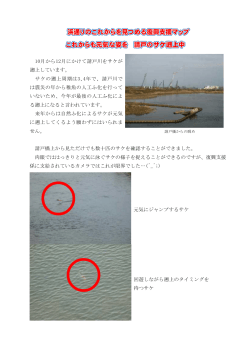 10月から12月にかけて請戸川をサケが 遡上しています。
