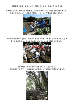 自然教室 2年：ブロッコリーの苗つけ 2015年9月28日（月） 2学期になっ