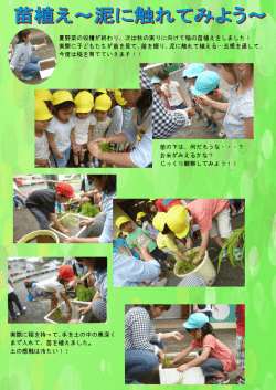 夏野菜の収穫が終わり、次は秋の実りに向けて稲の苗植えをしました