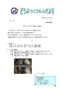 ホワイトタイガーの赤ちゃん誕生