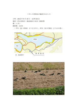 マガンの初飛来が確認されました 日時：2015 年 9 月 19 日 13 時 50 分