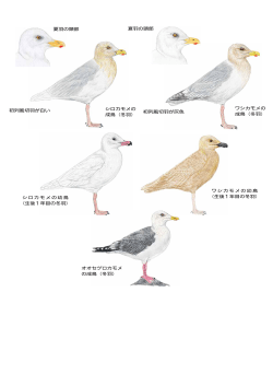 ワシカモメの 成鳥（冬羽） ワシカモメの幼鳥 （生後1年目の冬羽） 初列風