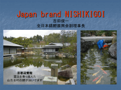 Japan brand NISHIKIGOI 吉田俊一 全日本錦鯉振興会副理事長