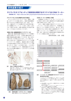 サツマイモネコブセンチュウ抵抗性を判別するサツマイモのDNA マーカー