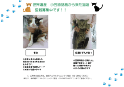 世界遺産 小笠原諸島から来た猫達 里親募集中です！！