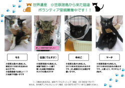 世界遺産 小笠原諸島から来た猫達 ボランティア里親募集中です！！