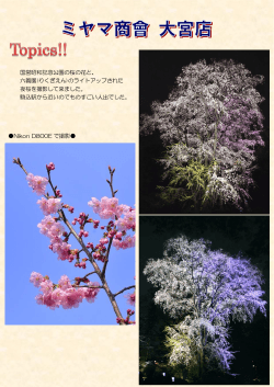 国営昭和記念公園の桜の花と、 六義園(りくぎえん)のライトアップされた