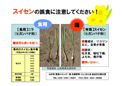 （スイセン）チラシ (PDF documentファイル サイズ