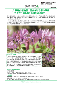 六甲高山植物園 園内を彩る春の妖精 カタクリ まもなく見頃を迎えます！
