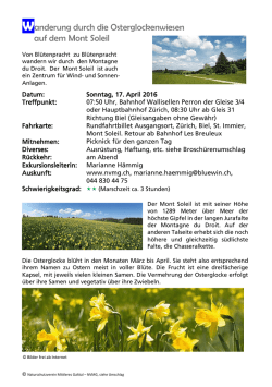 Wanderung durch die Osterglockenwiesen auf dem Mont Soleil
