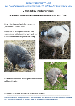 2 Hängebauchschweinchen - des Tierschutzverein Markgräflerland eV
