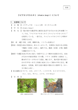 クビアカツヤカミキリ（Aromia bungii）について