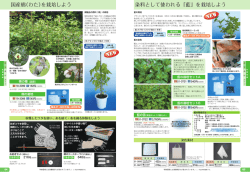 染料として使われる「藍」を栽培しよう 国産棉（わた）を栽培しよう