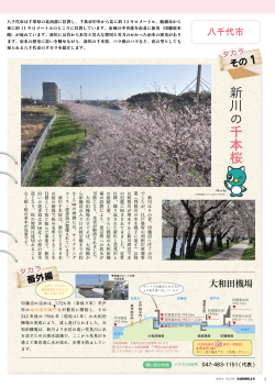 新 川 の 千 本 桜