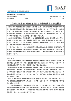 メタボと糖尿病の発症を予防する細胞接着分子を特定