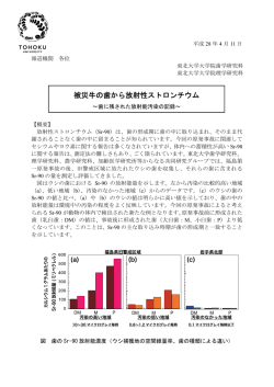 被災牛の歯から放射性ストロンチウム