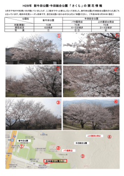3/30（水）「桜の開花状況」