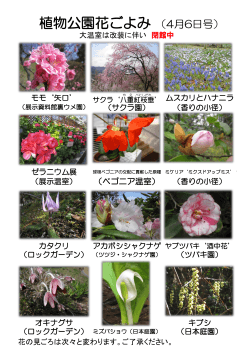 植物公園花ごよみ （4月6日号）