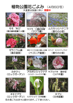 植物公園花ごよみ （4月6日号）