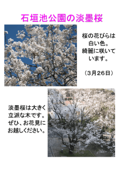 石垣池公園の淡墨桜