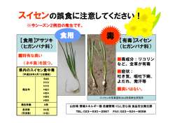 （スイセン）チラシ (PDF documentファイル サイズ