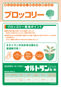 ブロッコリー収穫 - アリスタライフサイエンス