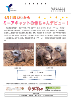 ミーアキャットの赤ちゃんデビュー!