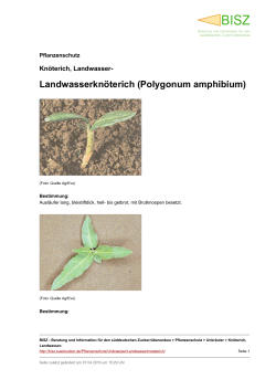 Landwasserknöterich (Polygonum amphibium)