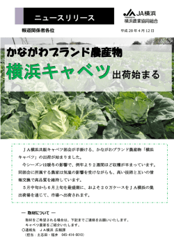 横浜キャベツ出荷始まる