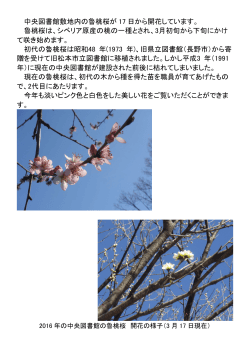 中央図書館敷地内の魯桃桜が 17 日から開花しています。